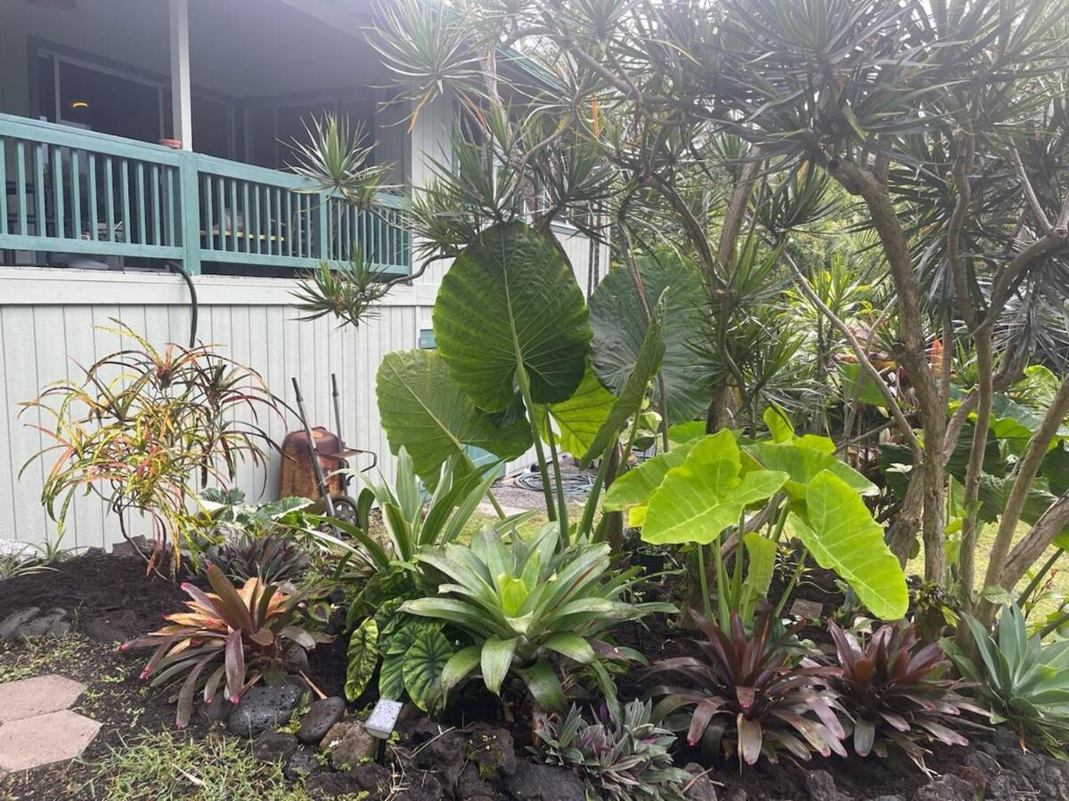 Seaside House And Aloha Bungalow Pahoa Dış mekan fotoğraf